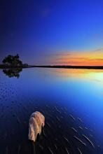 淡淡梅花香文集